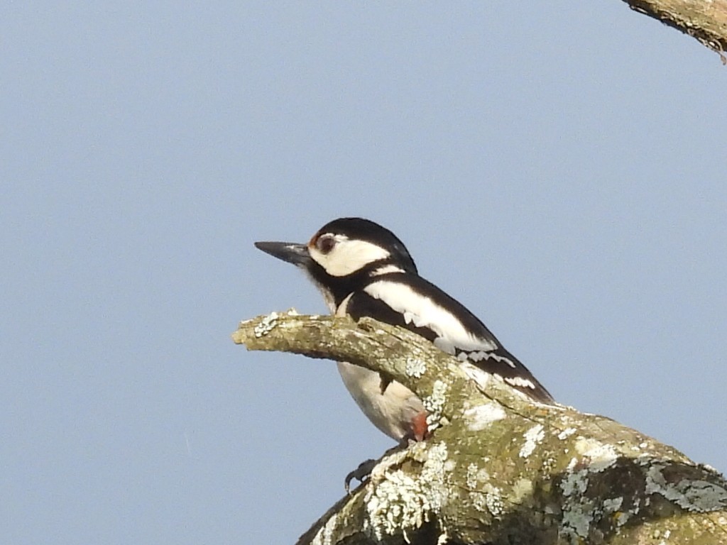 Great Spotted Woodpecker - ML618046894