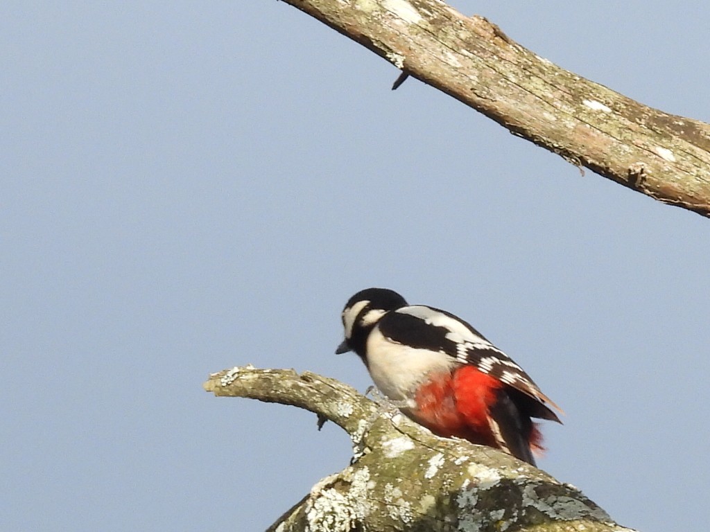 Great Spotted Woodpecker - ML618046895