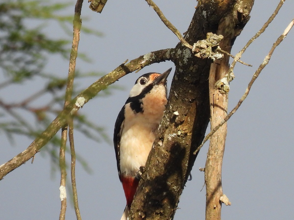 Great Spotted Woodpecker - ML618046896