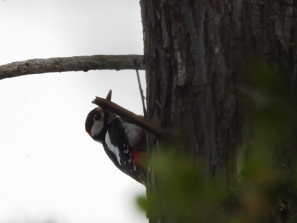 Great Spotted Woodpecker - ML618046897