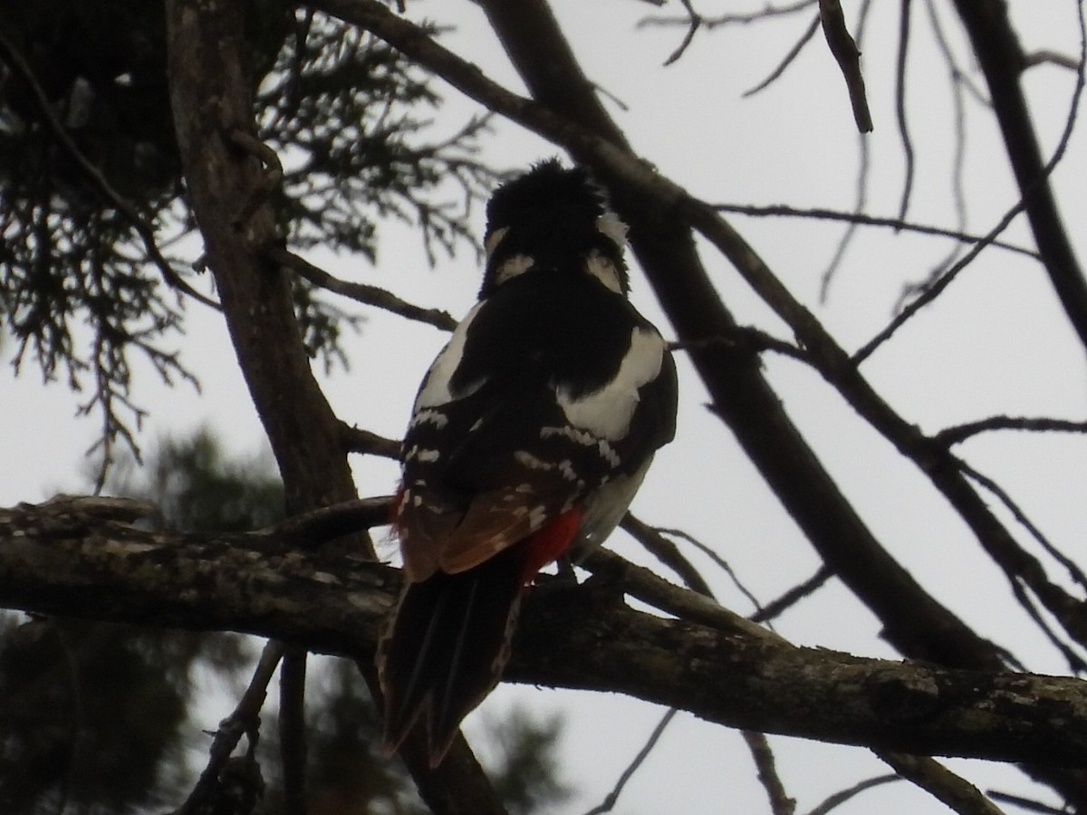 Great Spotted Woodpecker - ML618046898
