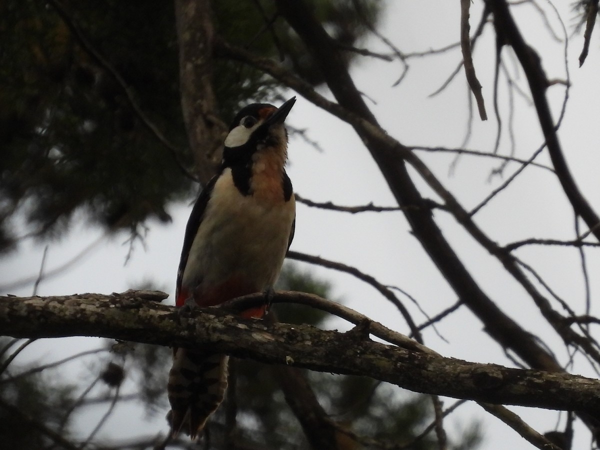 Great Spotted Woodpecker - ML618046899