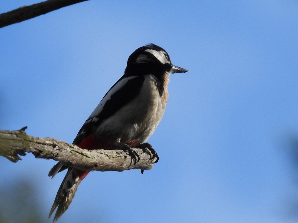 Great Spotted Woodpecker - ML618046901