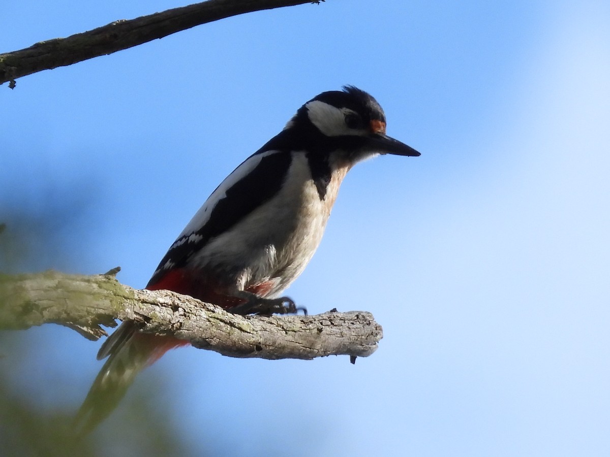 Great Spotted Woodpecker - ML618046902