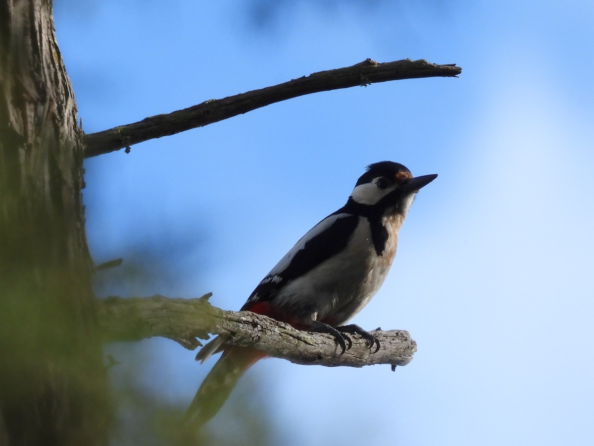 Great Spotted Woodpecker - ML618046903