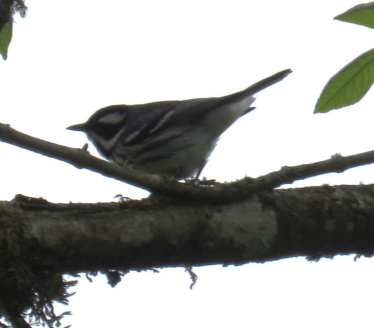 Black-throated Gray Warbler - Pam Otley