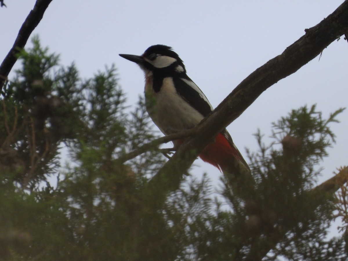 Great Spotted Woodpecker - ML618046905