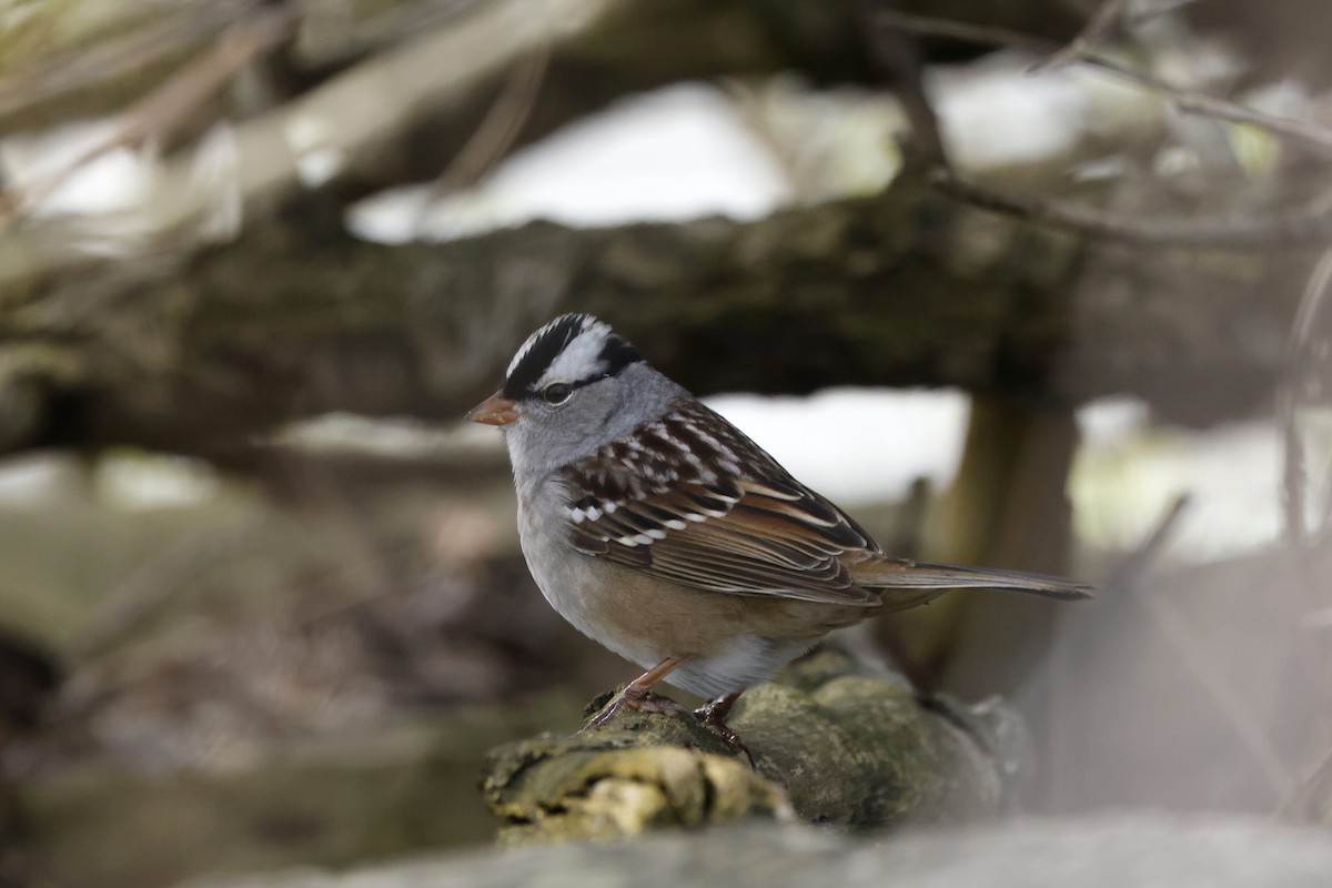 White-crowned Sparrow - John Pogacnik