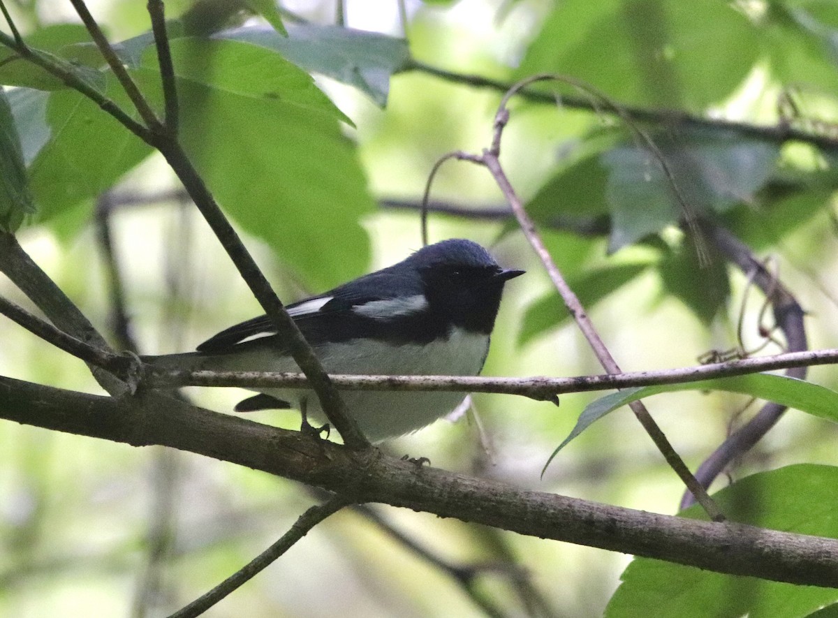 Black-throated Blue Warbler - ML618046995