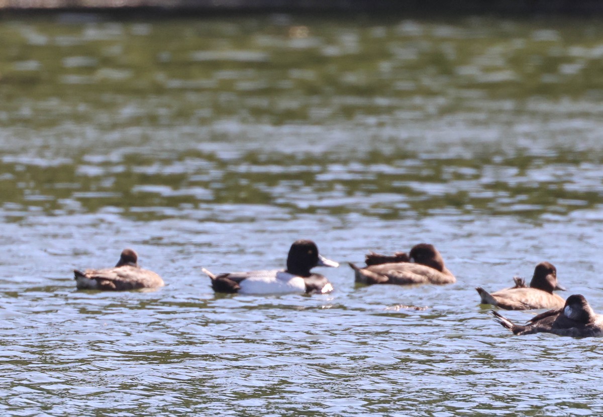 Lesser Scaup - Tracy Drake