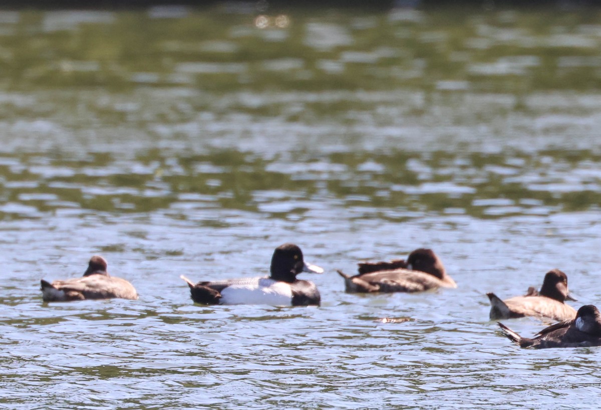 Lesser Scaup - Tracy Drake