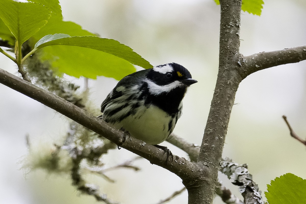 Black-throated Gray Warbler - Les Peterson