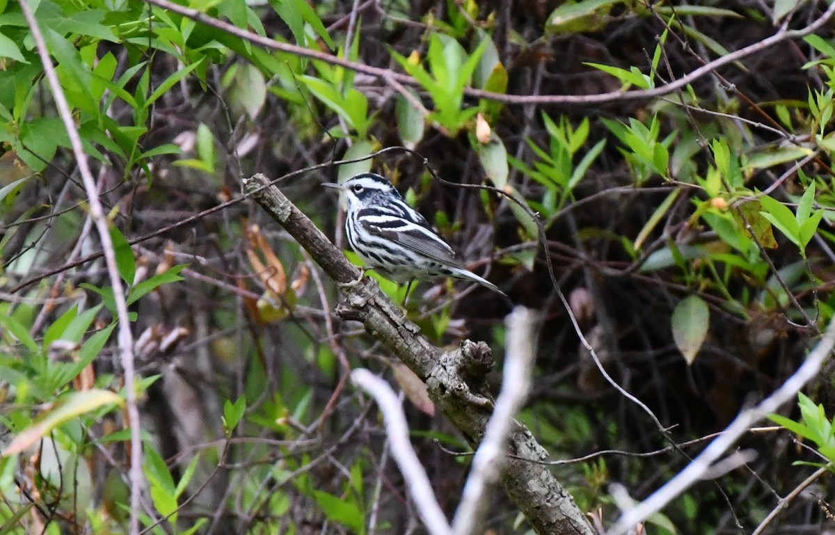 Black-and-white Warbler - ML618047035