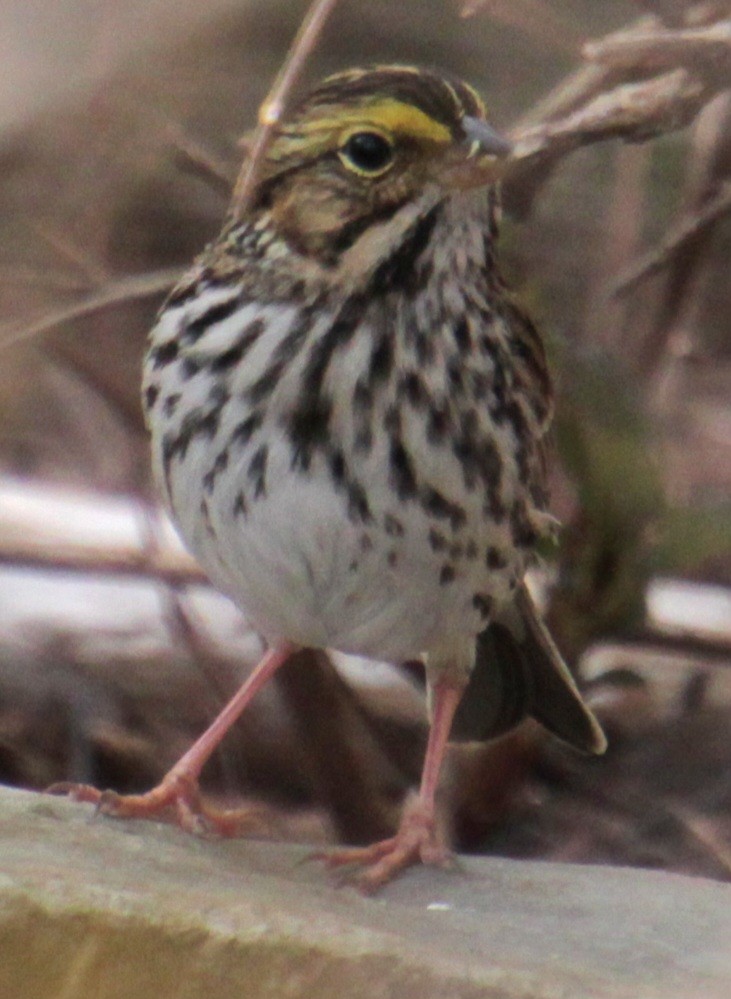 Savannah Sparrow (Savannah) - ML618047047