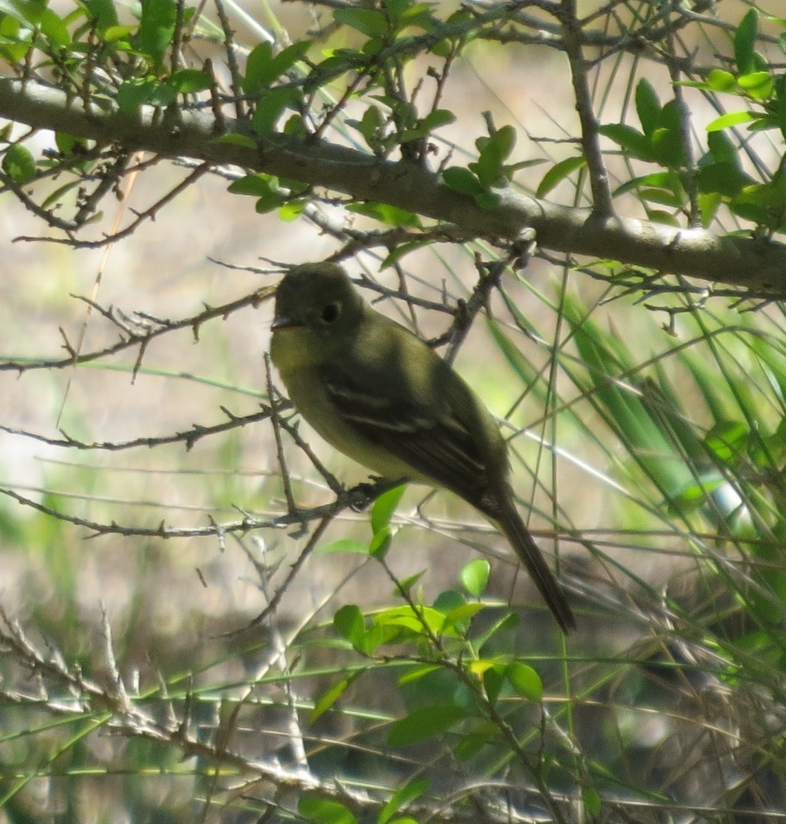 Western Flycatcher (Pacific-slope) - Tim Towles