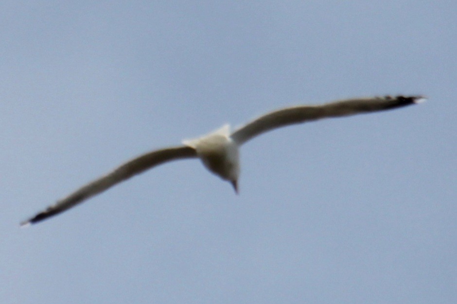 Herring Gull (American) - ML618047050