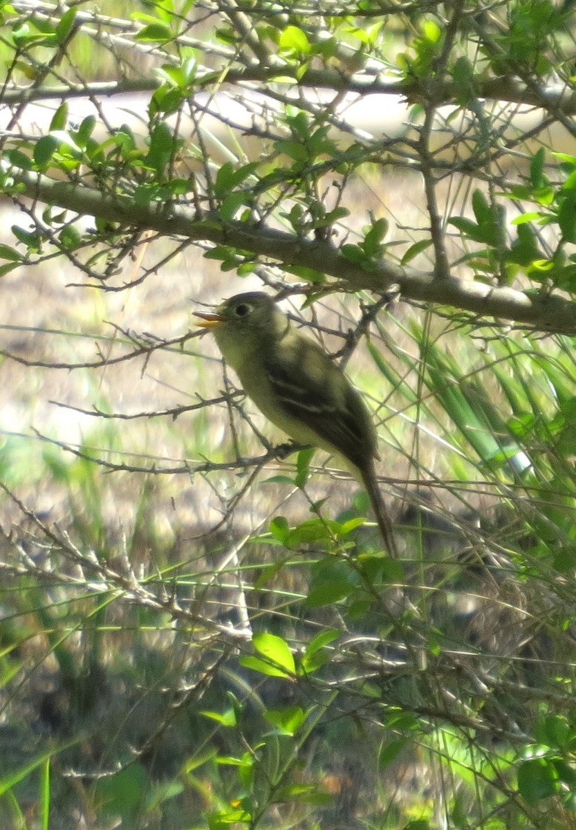 Western Flycatcher (Pacific-slope) - Tim Towles