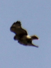 Red-tailed Hawk (borealis) - ML618047061