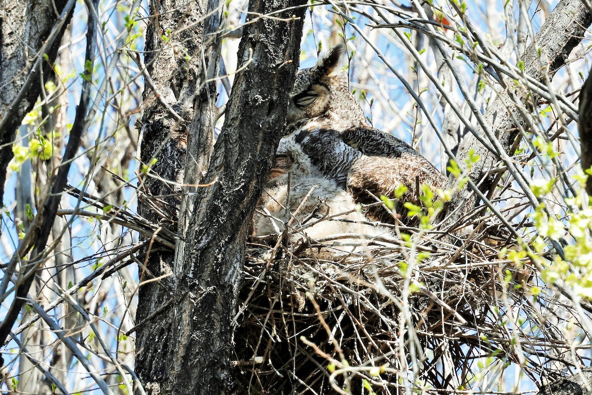 Great Horned Owl - ML618047077