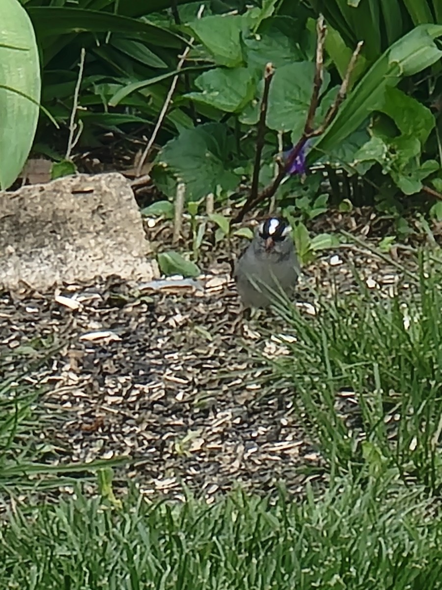 White-crowned Sparrow - ML618047114