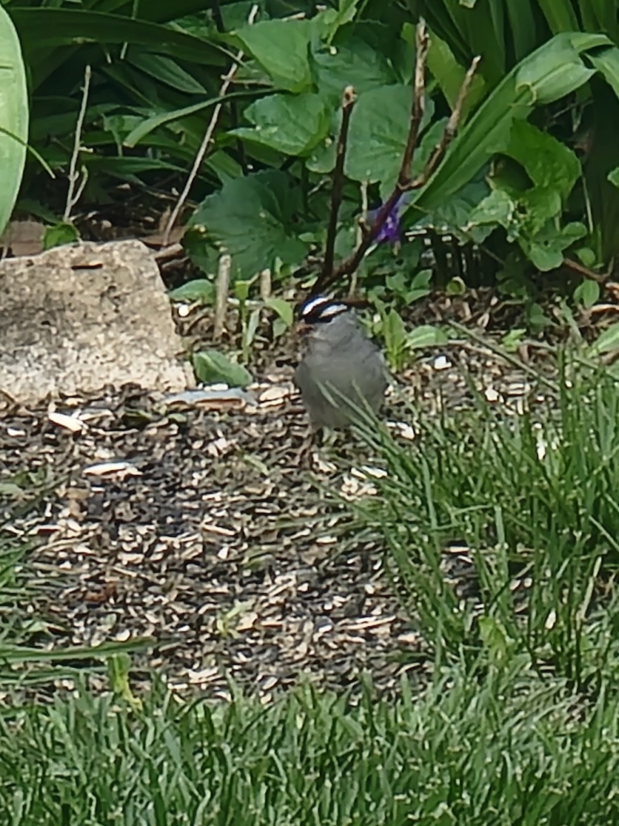 White-crowned Sparrow - Scott Harp
