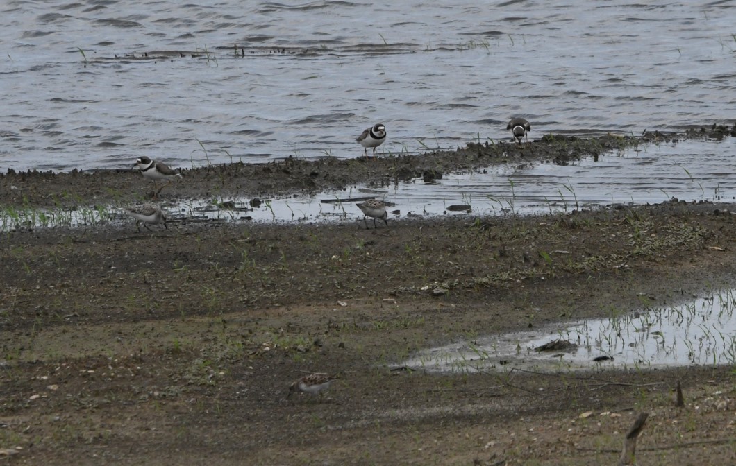 Semipalmated Plover - ML618047128