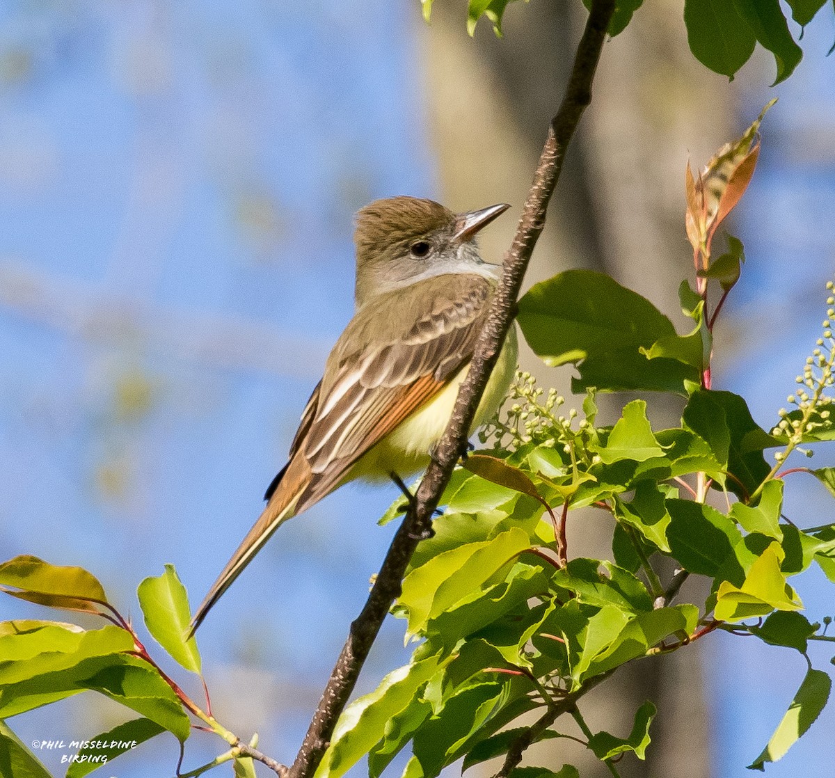 Great Crested Flycatcher - ML618047129