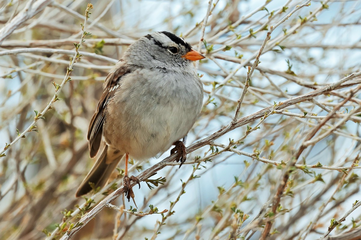 White-crowned Sparrow (Gambel's) - Risë Foster-Bruder