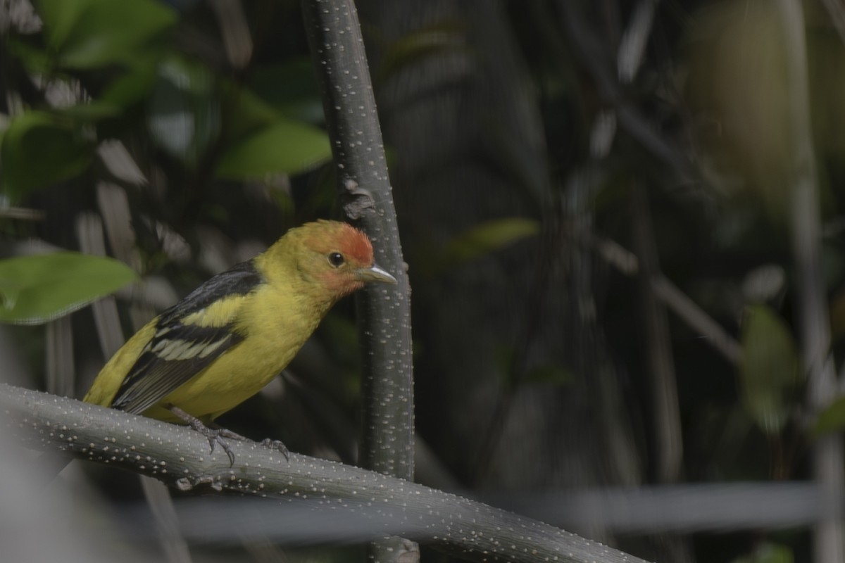 Western Tanager - ML618047132
