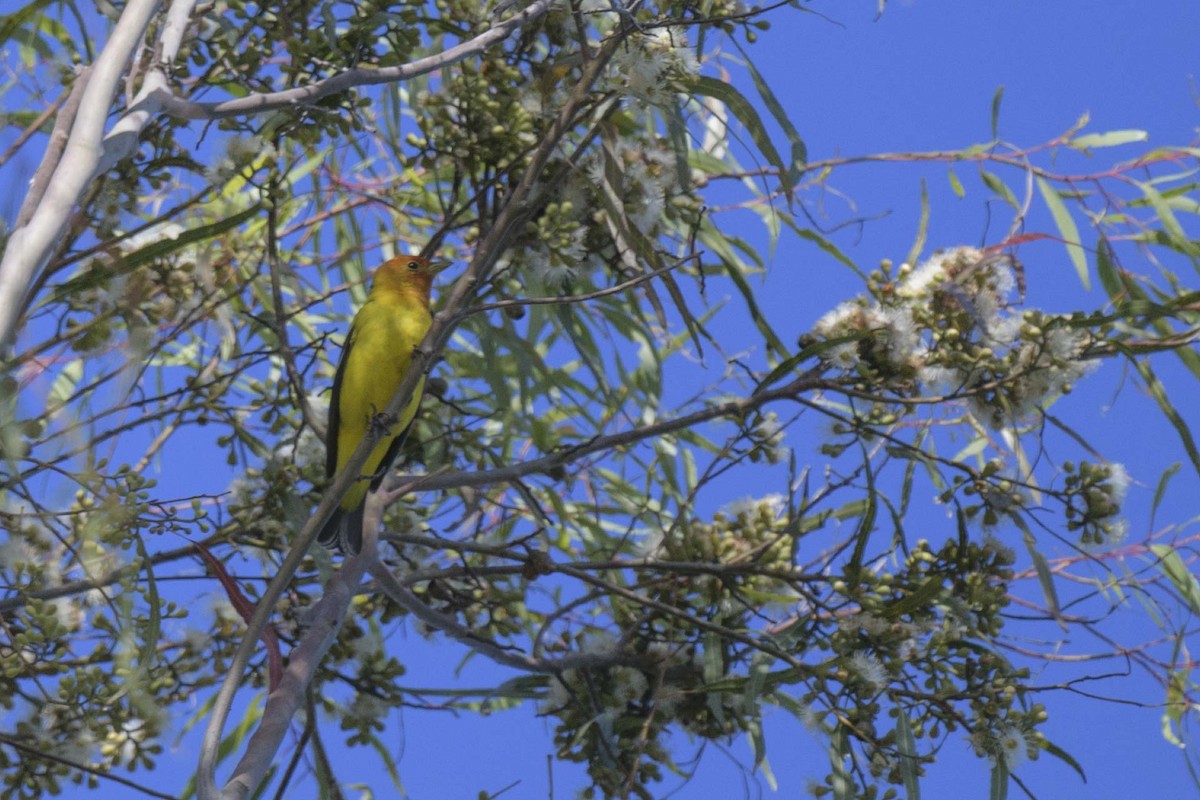 Western Tanager - ML618047133
