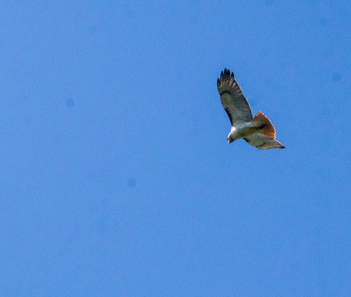 Red-tailed Hawk - ML618047152