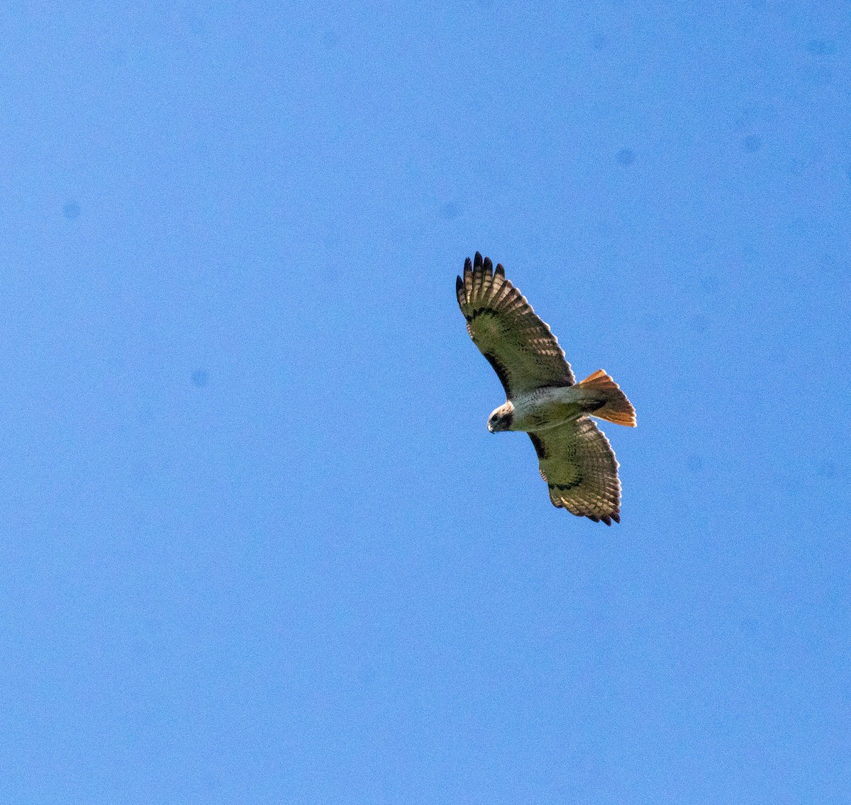 Red-tailed Hawk - ML618047153