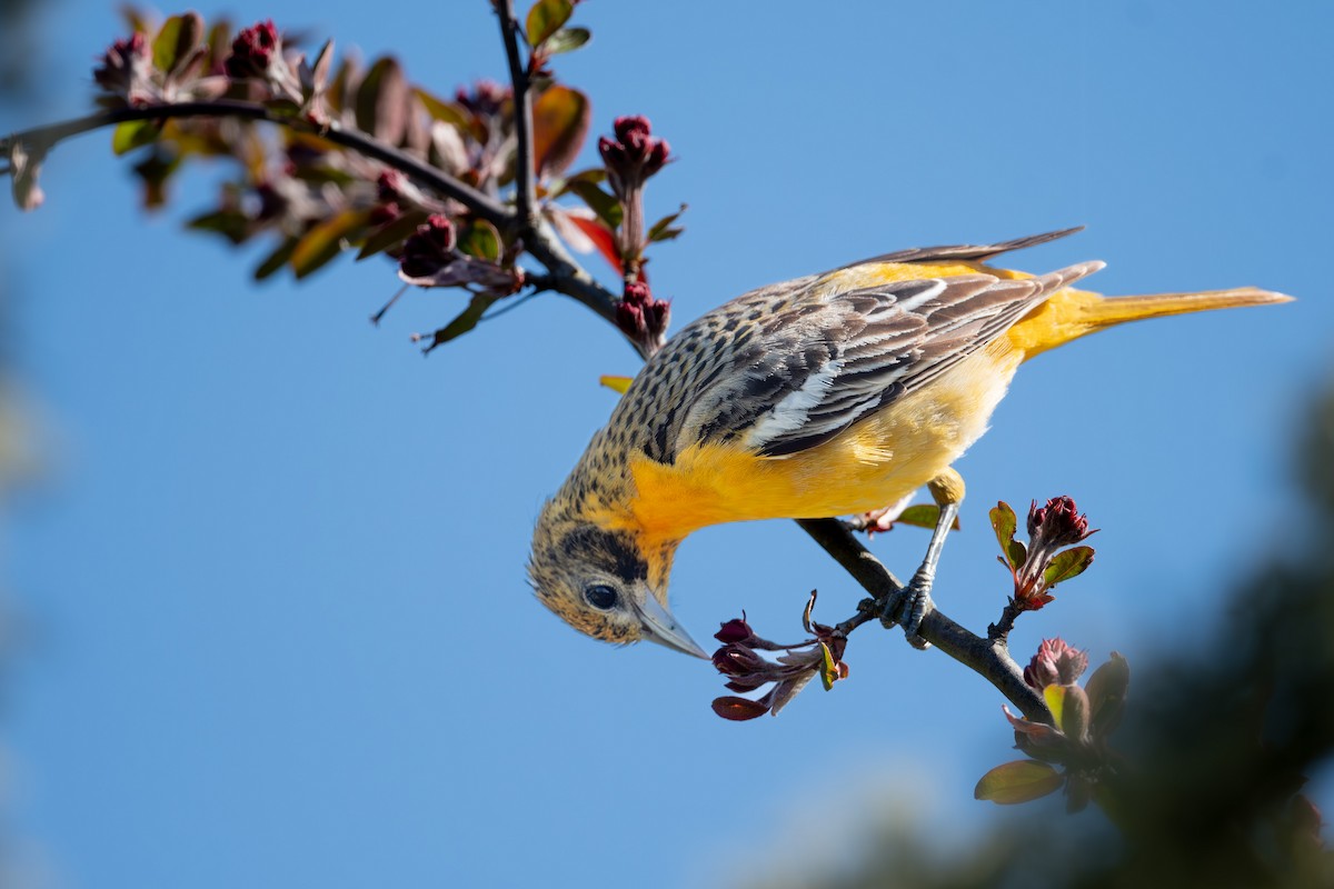 eBird Checklist 27 Apr 2024 URIEast Farm 32 species