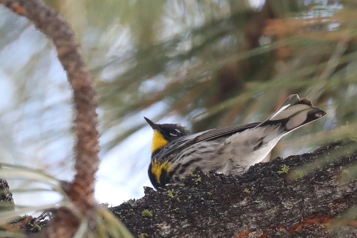 Yellow-rumped Warbler (Audubon's) - Linda Widdop