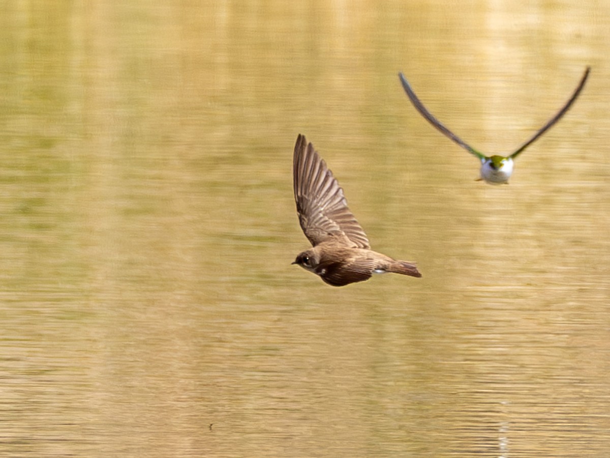 Northern Rough-winged Swallow - ML618047190