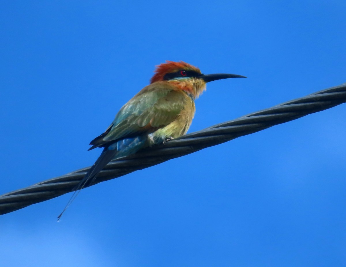 Rainbow Bee-eater - ML618047192