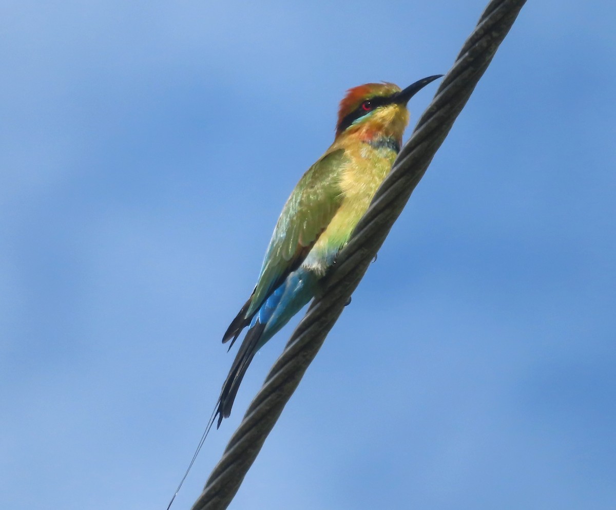 Rainbow Bee-eater - ML618047208