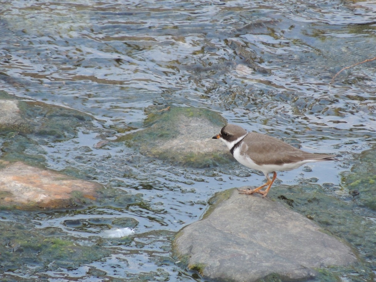 Semipalmated Plover - ML618047214