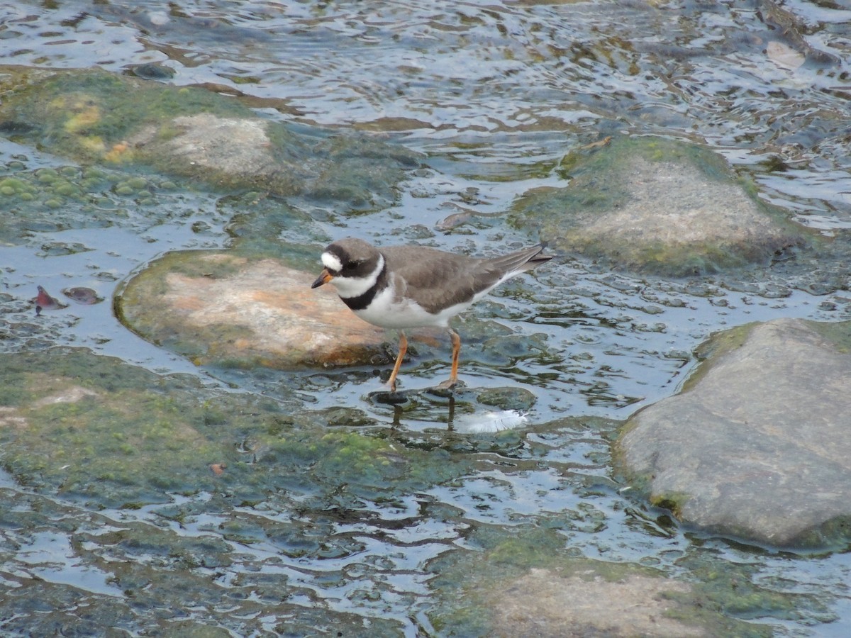 Semipalmated Plover - ML618047215