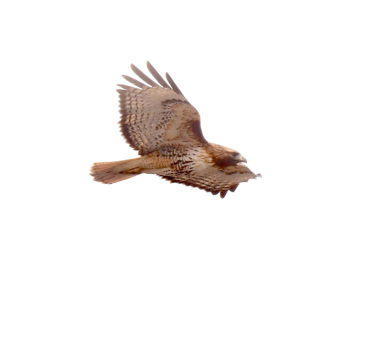 Red-tailed Hawk - ML618047249