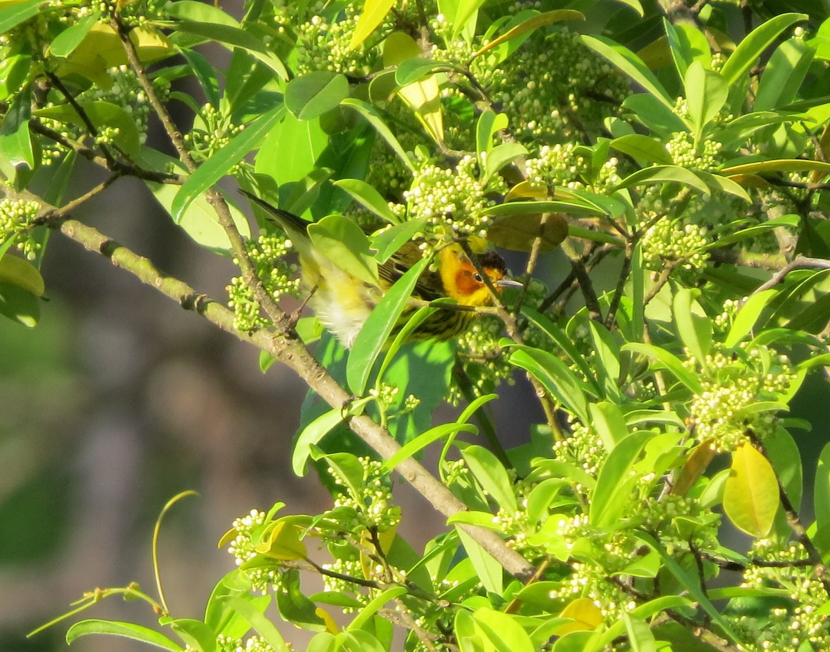Cape May Warbler - ML618047255