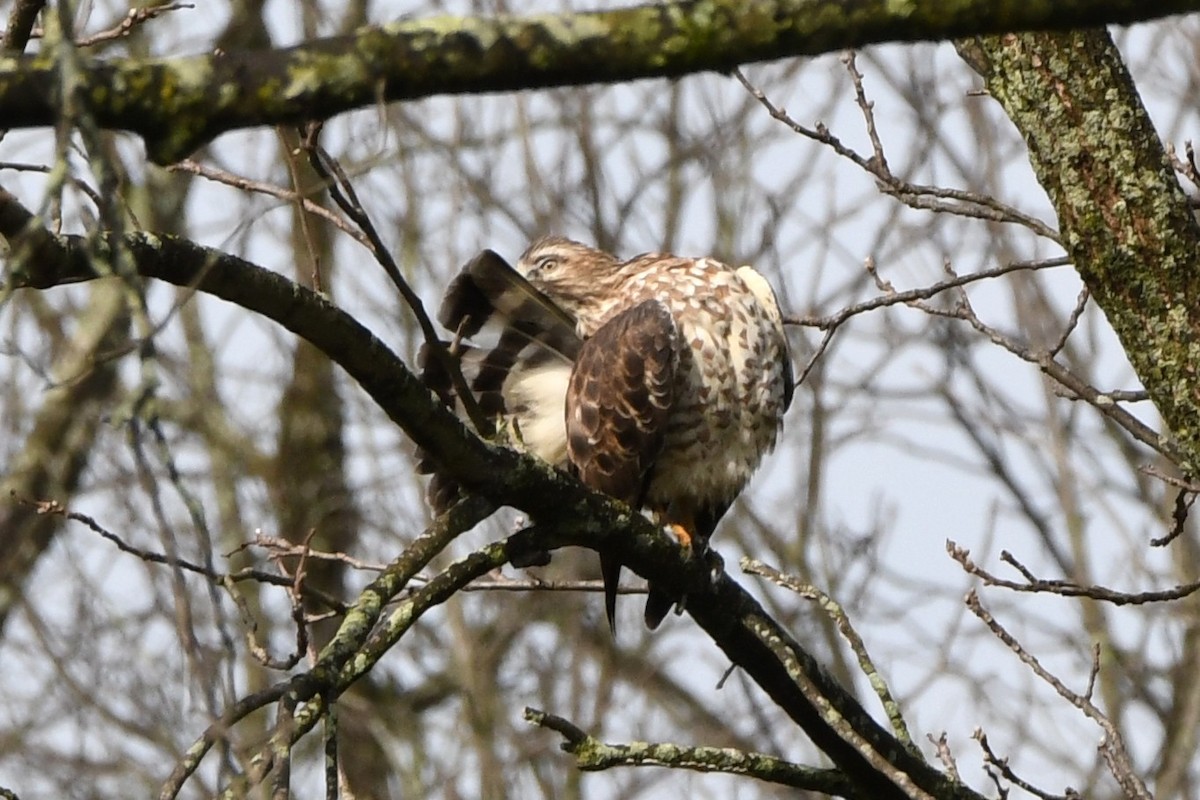 Broad-winged Hawk - Maha Katnani
