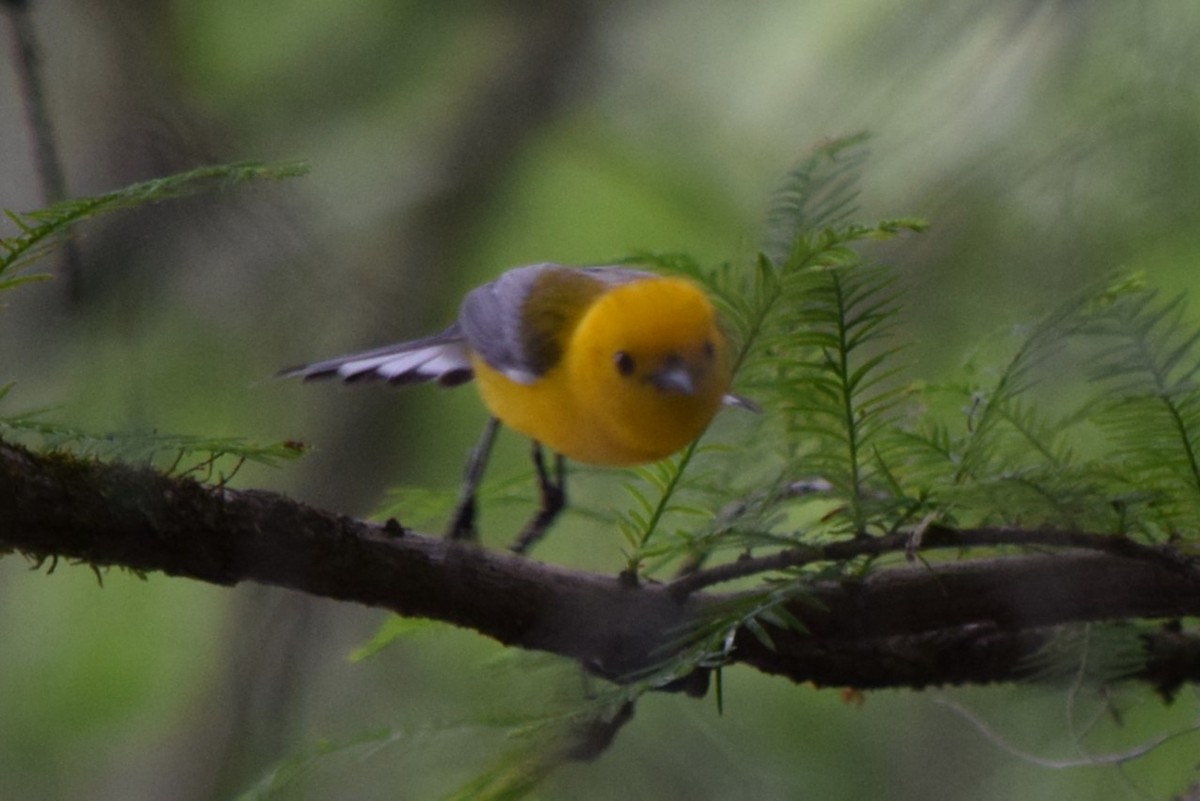 Prothonotary Warbler - ML618047320