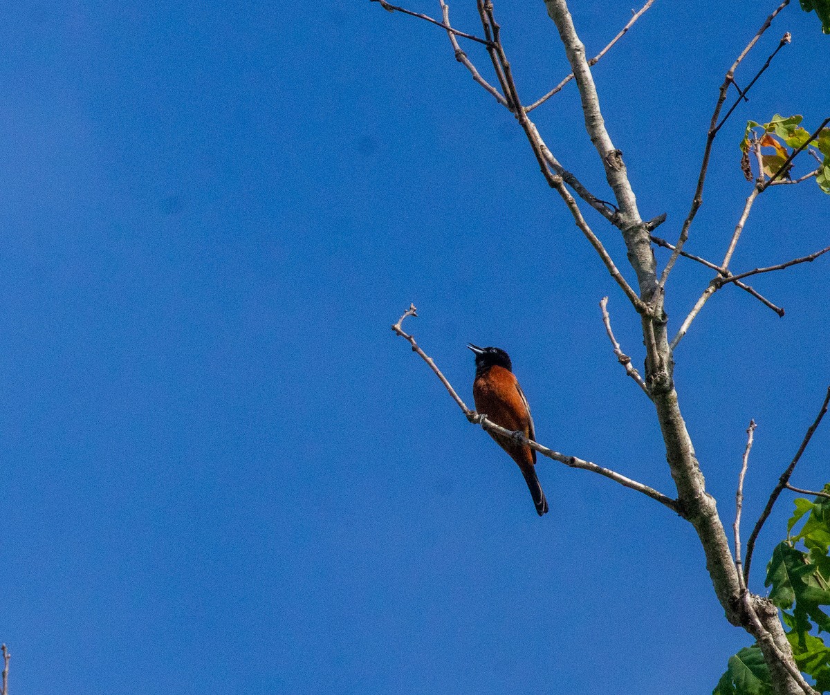 Orchard Oriole - ML618047342
