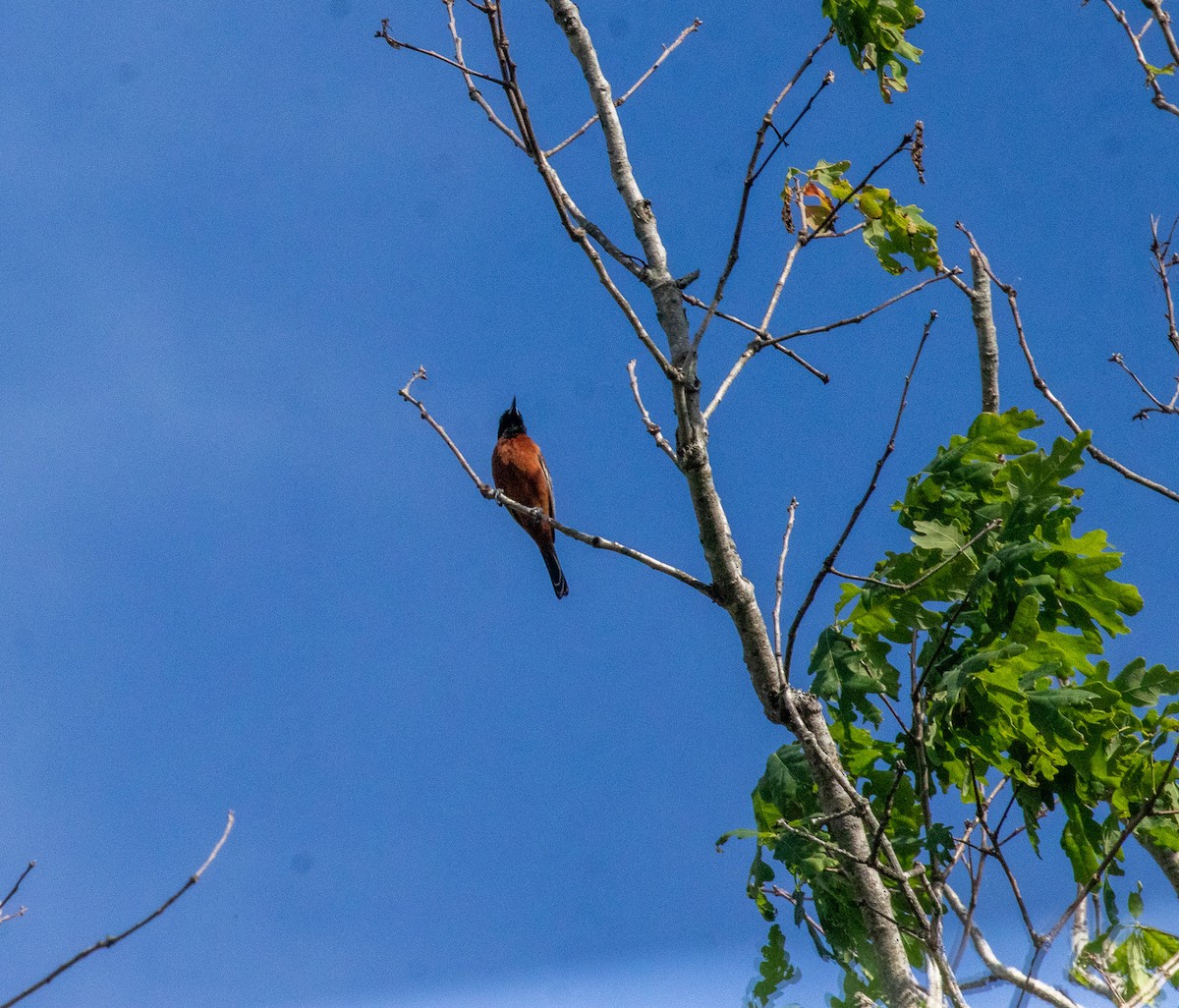 Orchard Oriole - ML618047343
