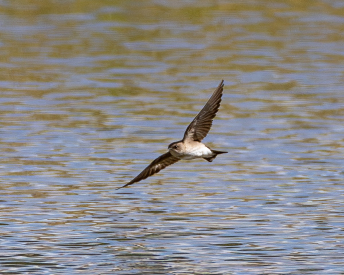 Northern Rough-winged Swallow - ML618047362