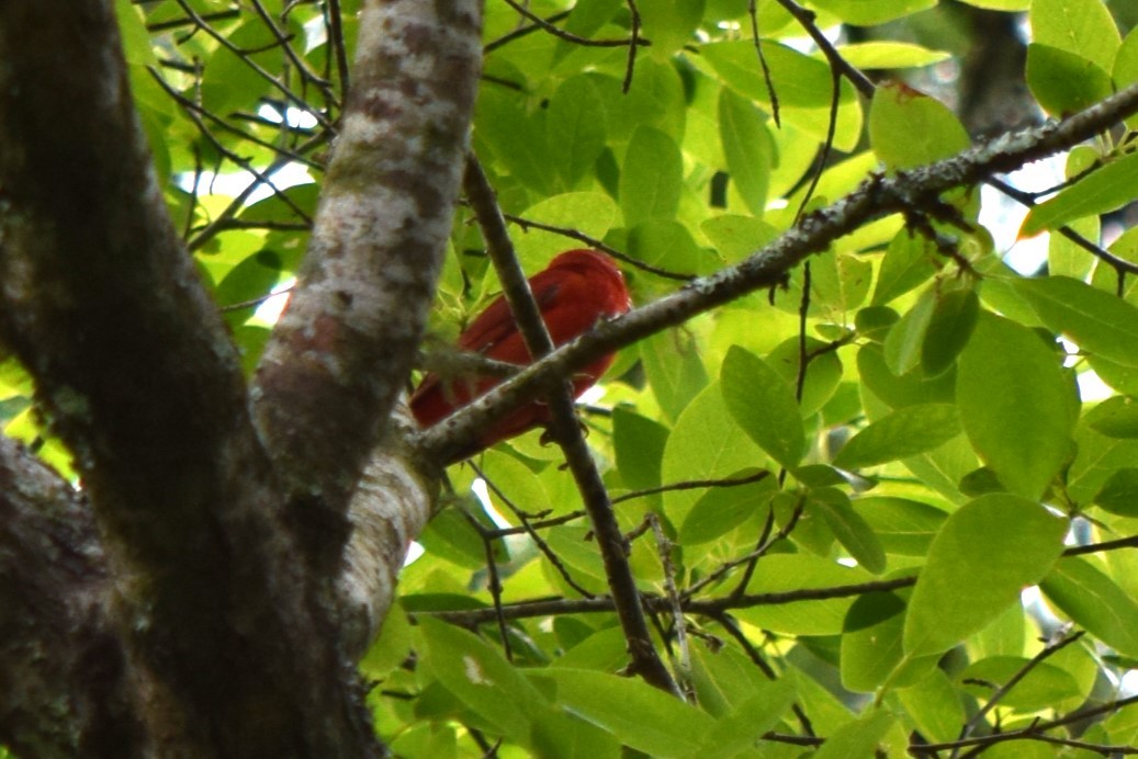 Summer Tanager - Nancy Price