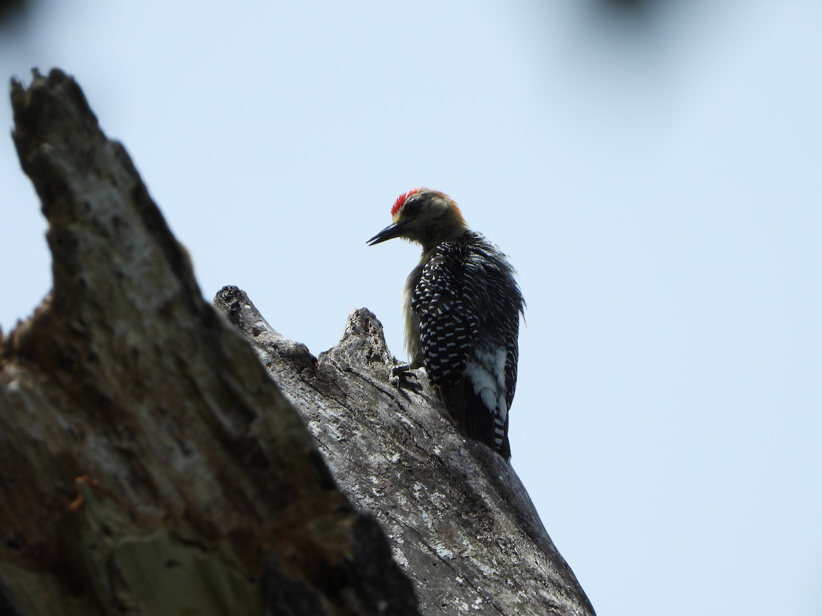 Hoffmann's Woodpecker - ML618047372
