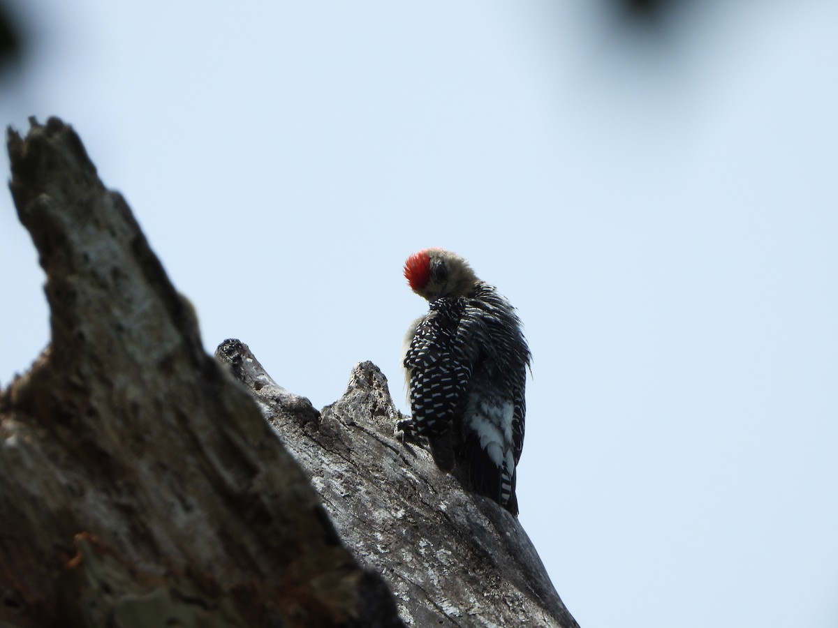 Hoffmann's Woodpecker - ML618047376