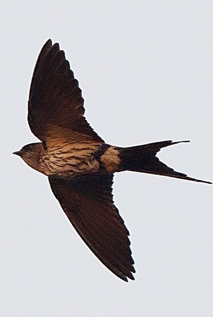 Striated Swallow - Craig Rasmussen